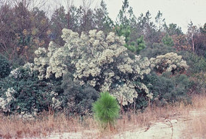 Baccharis halimifolia, groundsel bush, white cotton-like seed masses in fall on gray-green foliage