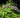Buddleia lindleyana