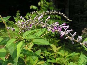 Buddleia lindleyana, Lindley's butterfly bush, long curved purple-violet flower raceme on an arching branch