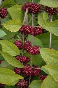 Callicarpa acuminata, black beautyberry, clusters of shiny black berries on arching stems