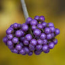 Callicarpa bodinieri var. giraldii 'Profusion', beautyberry, dense clusters of metallic violet berries ringing arching stems