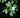 Acer barbatum