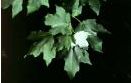 Florida maple (Acer barbatum), foliage of a heat-tolerant southern shade tree with clean yellow fall color
