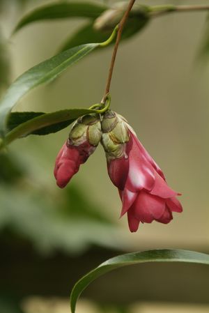 Camellia japonica 'Kujaku Tsubaki', peacock camellia with narrow weeping fishtail leaves and a pendulous red bloom