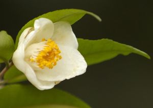Camellia longicarpa