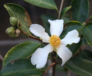 Camellia oleifera, tea-oil camellia, single white fragrant flower with golden stamens