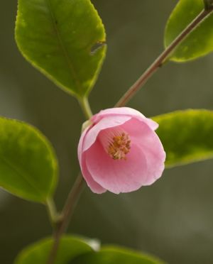 Camellia rosaeflora, rose-flowered camellia, masses of small pink double flowers