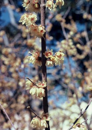 Chimonanthus praecox