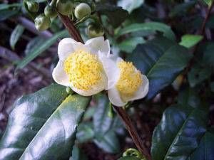 Camellia sinensis