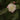 Camellia 'Cinnamon Cindy', fragrant hybrid camellia, rose-form white flower washed pink in the outer petals