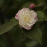 Camellia 'Cinnamon Cindy', fragrant hybrid camellia, rose-form white flower washed pink in the outer petals