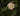 Camellia 'Cinnamon Cindy', fragrant hybrid camellia, rose-form white flower washed pink in the outer petals