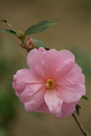 Camellia williamsii 'Donation', large orchid-pink semi-double flower with gold stamens