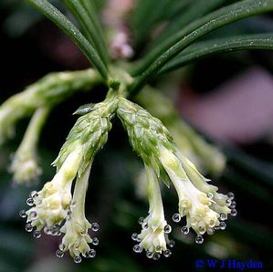 Cephalotaxus harringtonia 'Prostrata'