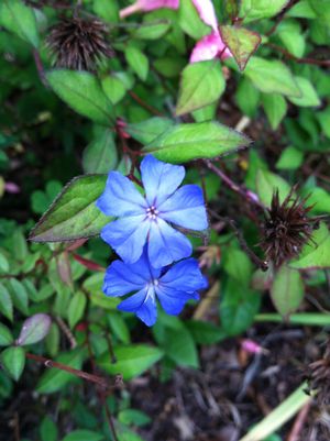 Ceratostigma willmottianum, Chinese plumbago, cobalt-blue flowers with reddening foliage