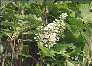 Clethra alnifolia ‘Anne Bidwell’