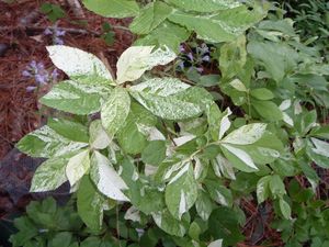 Clethra tomentosa ‘Creel's Calico’