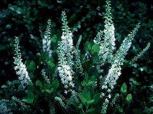 Clethra alnifolia 'Hummingbird', compact summersweet, upright white fragrant flower spikes.