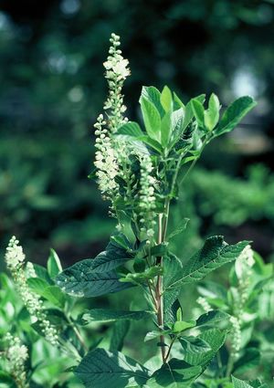 Clethra alnifolia var. tomentosa woolly summersweet with white flower spikes and soft downy leaves