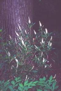 Clethra fargesii Chinese clethra with white flower panicles and glossy dark green leaves