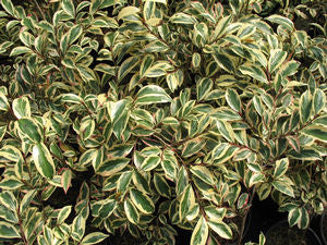 Cleyera japonica 'Fortunei'