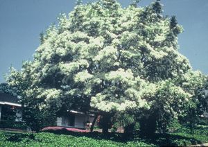 The Mackintoshes arrive in Aiken