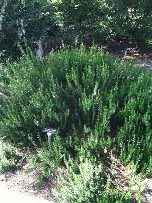 Clinopodium georgianum hybrid 'Desi Arnez'