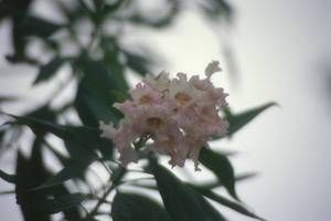 Chitalpa tashkentensis, chitalpa, cluster of frilled pink trumpet flowers on a small tree.