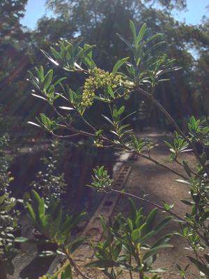 Cyrilla parvifolia 'Small Leaf', Littleleaf Titi, tiny glossy evergreen foliage on fine branches