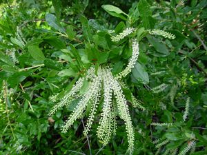 Cyrilla racemiflora 'Graniteville'