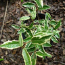 Elaeagnus pungens 'Variegata', variegated silverthorn, leathery wavy leaves with broad creamy-gold margins and silvered undersides