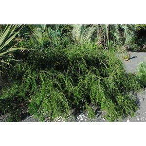 Forestiera angustifolia 'Weeping', weeping desert olive, cascading fine-branched native shrub.