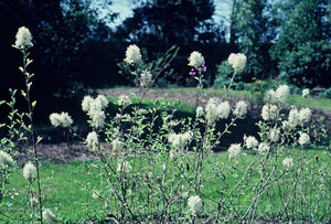 Fothergilla gardenii (dwarf witch alder), white bottlebrush flowers on a low deciduous shrub