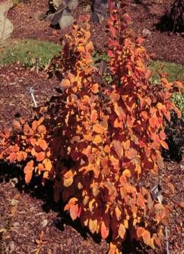 Fothergilla x intermedia 'Mt. Airy'