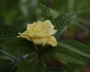 Gardenia jasminoides 'Yellow', fragrant flower aging from white to butter-yellow among glossy evergreen leaves
