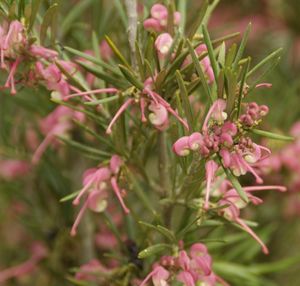 Grevillea rosmarinifolia