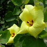 Hibiscus hamabo, hardy yellow hibiscus, open light yellow flower with a deep crimson throat above broad felted leaves