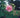 Hibiscus mutabilis 'Plena'