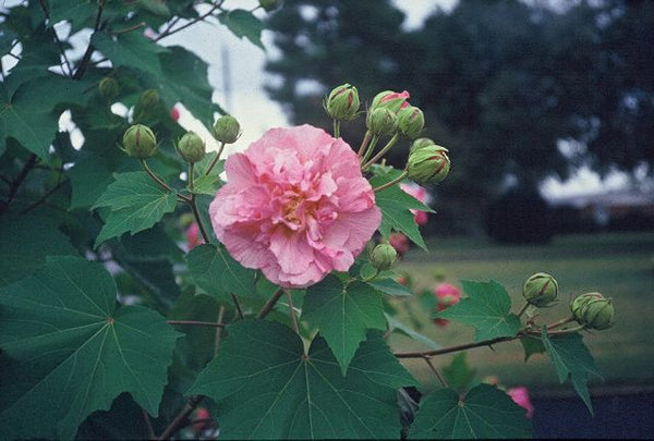 Hibiscus mutabilis 'Plena'