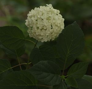 Hydrangea arborescens 'Annabelle' smooth hydrangea, large creamy white snowball flower heads