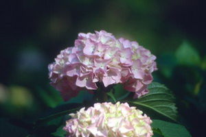 Hydrangea macrophylla 'All Summer Beauty' bigleaf hydrangea, rounded blue mophead flower cluster