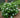 Hydrangea macrophylla ‘Mariesii’