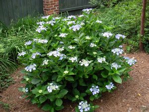 Hydrangea macrophylla ‘Mariesii’