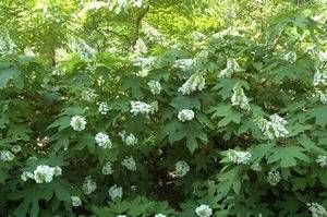 Hydrangea quercifolia 'Alice' oakleaf hydrangea, long white flower panicle over oak-like leaves