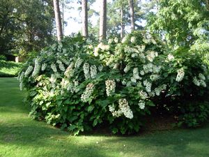 Hydrangea quercifolia 'Snowflake' oakleaf hydrangea, long double white panicle of layered bracts