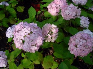 Hydrangea 'Preziosa' mophead hydrangea, rounded flower head shifting pink to wine-red on dark maroon stems