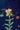 Hypericum densiflorum