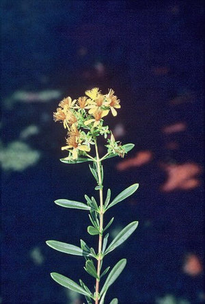 Hypericum densiflorum, bushy St. John's Wort, dense clusters of small golden-yellow flowers on a twiggy native shrub