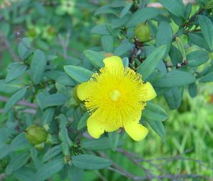 Hypericum frondosum 'Sunburst' (golden St. Johnswort), bright yellow flowers on a mounded blue-green shrub