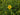 Hypericum prolificum